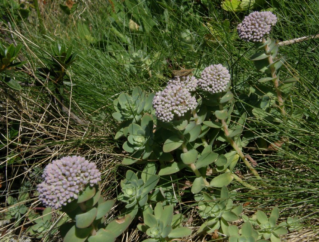 Hylotelephium anacampseros / Borracina anacampsero